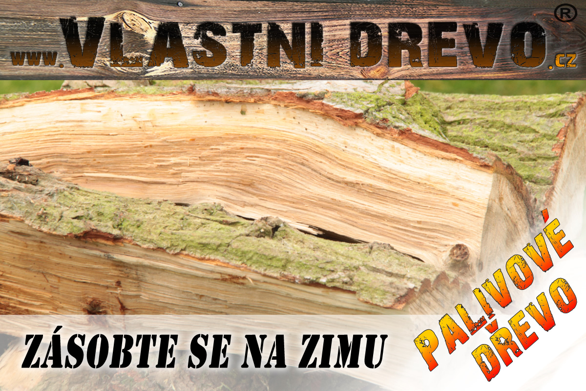 Levná sadba Japonský topol